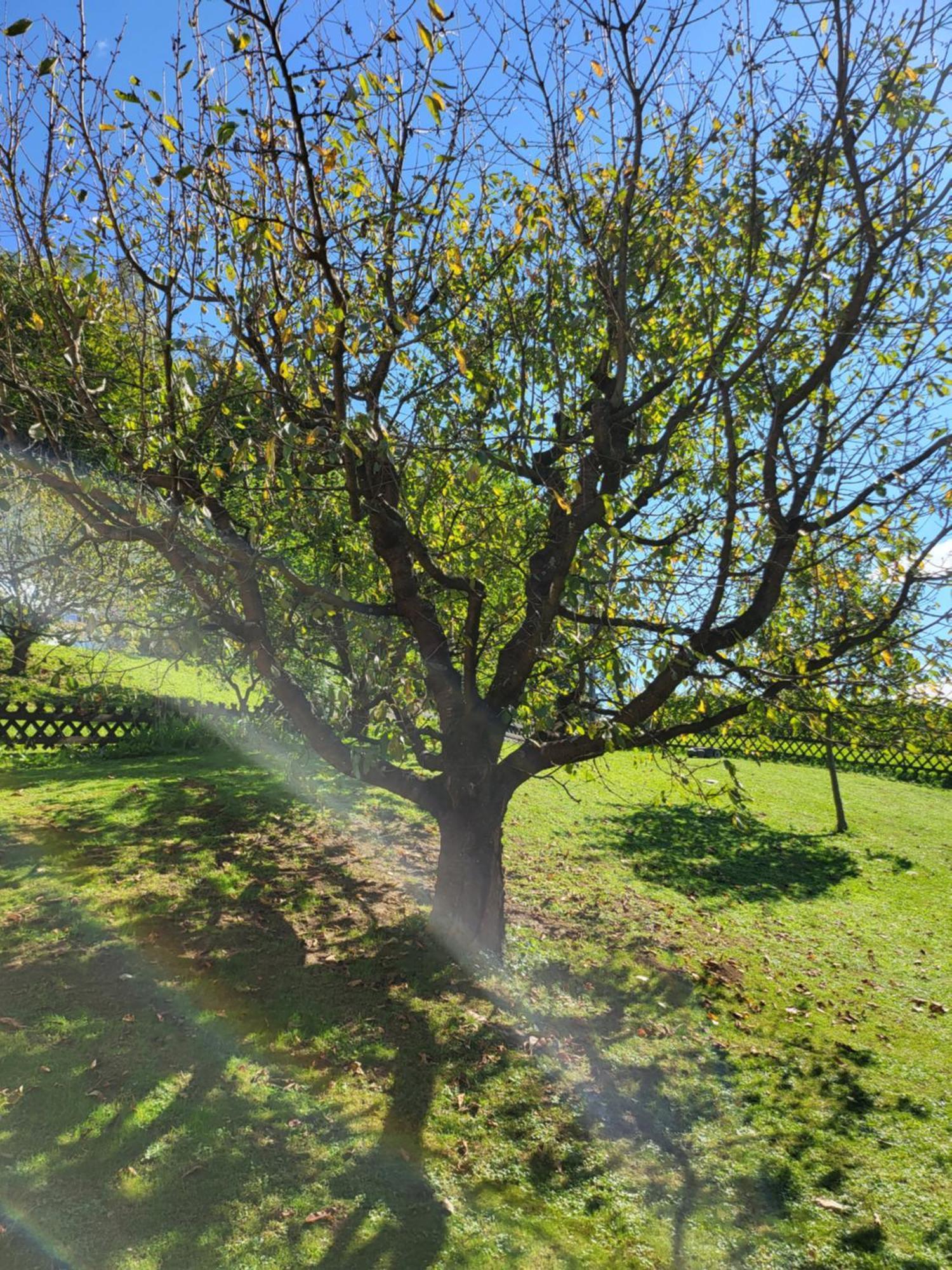 Ferienhaus Zangl Am Seggauberg - Suedsteiermark Leibnitz Esterno foto